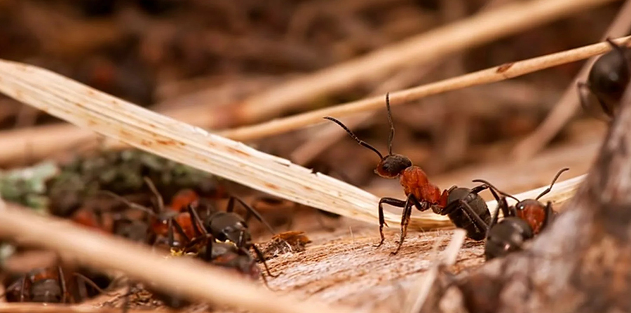 You are currently viewing Борьба за территорию или как ужиться с муравьями