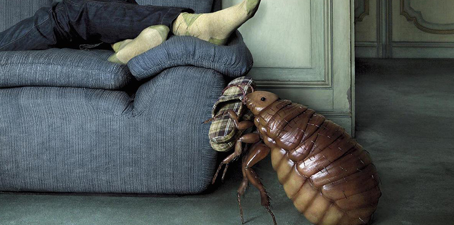 You are currently viewing Что делать, если жилое помещение оккупировали насекомые?