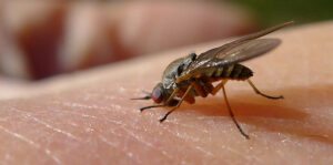 Read more about the article Стоп – жалящие насекомые