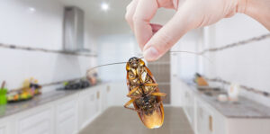 Подробнее о статье Как избавиться от тараканов?
